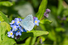 Load image into Gallery viewer, Butterfly on blue flowers with green leaves in the background