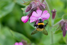Load image into Gallery viewer, Bumblebee on a pink flower with a blurred green background