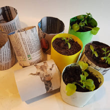 Load image into Gallery viewer, Plants in colorful pots with newspaper tubes on a light surface