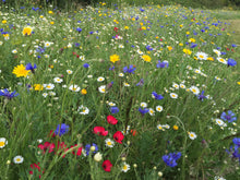 Load image into Gallery viewer, Field of colorful wildflowers including daisies, bluebells, and poppies.