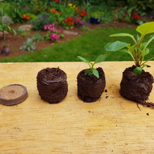 Load image into Gallery viewer, Three stages of plant growth in pots on a wooden surface with a garden background.