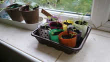 Load image into Gallery viewer, Colorful seedlings in small pots on a tray by a window