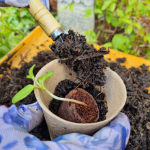 Load image into Gallery viewer, Hand holding a small plant with soil and a trowel, with a garden background.