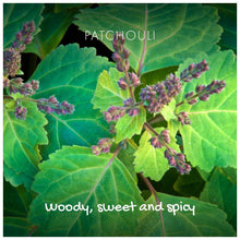 Load image into Gallery viewer, Patchouli &amp; Sandalwood Soap Bar by Friendly Soap
