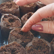 Load image into Gallery viewer, Hand holding a small brown pot with soil over more pots in a tray
