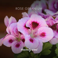 Load image into Gallery viewer, Rose Geranium Soap Bar by Friendly Soap
