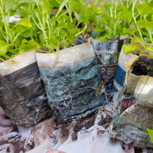 Load image into Gallery viewer, Plants growing in newspaper pots on a rocky surface
