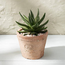 Load image into Gallery viewer, Small potted succulent plant in a terracotta pot on a white surface with a light background
