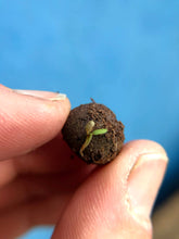 Load image into Gallery viewer, Small seedling emerging from a ball of soil held between fingers against a blue background
