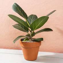 Load image into Gallery viewer, Potted plant with large green leaves on a light pink background
