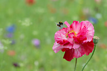 Load image into Gallery viewer, Pink flower with a bee on a blurred green field background
