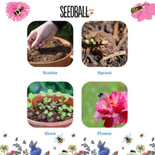 Load image into Gallery viewer, SEQEncia of images showing the process of using seedballs, from scattering to flowering, with 'Seedball' branding.
